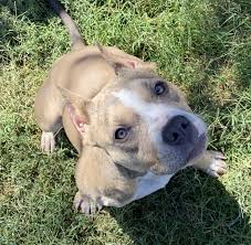 The american bully is a small to large breed, which has. American Bully Girl Gypsi Needs A Special Home Orange County Register