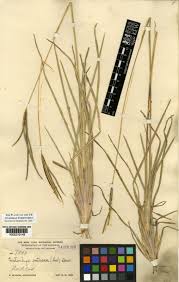 Image result for Eustachys