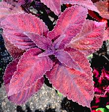 Image result for Coleus esculentus