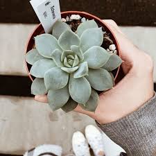 zrh lnz mit reise baby sukkulente im gepack frei nach dem motto lieber mal langlebiges grunzeug statt sinnloser billigandenken sukkulenten grun andenken