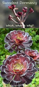 Sure, it can be easy, but it requires a bit of a mental adjustment. Succulent Dormancy Which Succulents Sleep When Why The Succulent Eclectic Succulents Succulent Care Planting Succulents