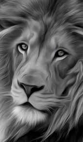 Maybe you would like to learn more about one of these? Full Hd White Lion Wallpaper