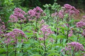 Pin On Native Flora And Fauna