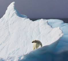 Polar Bears Live In The Arctic Near The North Pole Polar Bears Walruses Ice Polar Bears Live Polar Bear Polar Bear On Ice