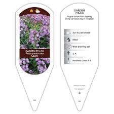 Phlox Laura sturdy plant id tag with description, picture, and plant care  information