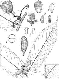 Image result for Monanthotaxis orophila
