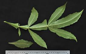 Image result for Cussonia sessilis