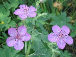 Image result for Geranium vagans