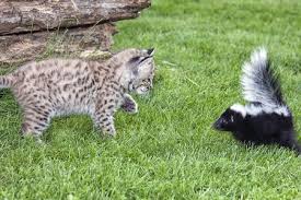 What To Do If Your Cat Is Sprayed By A Skunk