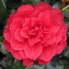 Camellia japonica 'tom knudsen' japanese camellia. Japanese Camellia Tom Knudsen Buy Japanese Camellia Tom Knudsen Camellia Japonica Tom Knudsen