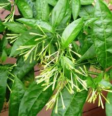 Image result for Cestrum nocturnum