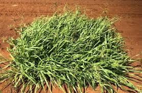 Image result for Urochloa oligotricha