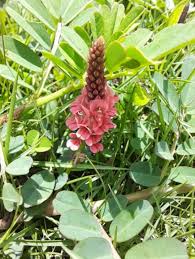 Image result for Indigofera heterotricha