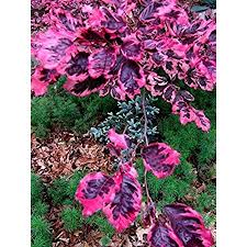 Tricolor beech fagus sylvatica purpurea tricolor or. Amazon Com Tricolor European Beech 3 Year Tree Garden Outdoor