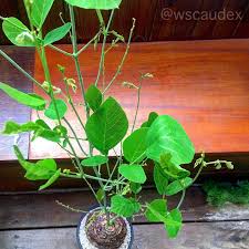 Image result for Neorautanenia mitis