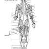 This is a table of skeletal muscles of the human anatomy. 1