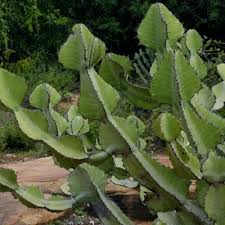 Image result for Euphorbia cyparissioides