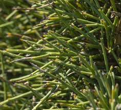 Image result for Indigofera ischnoclada