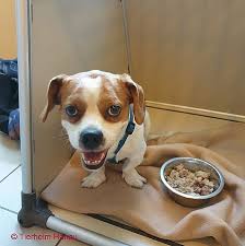 Tierheim Hanau Tierschutzverein Hanau U U E V Home Tierheim Tierklinik Hundeschule