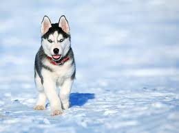 Cold Weather Dog Breeds The Top 9 Dogs For Winter Weather
