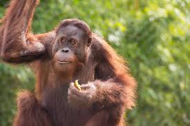 Hotel orangutan is an excellent choice for a stay in bukit lawang. Orangutans Off View Oregon Zoo