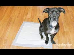 Maybe you would like to learn more about one of these? How To Potty Train A Puppy On Pads Youtube