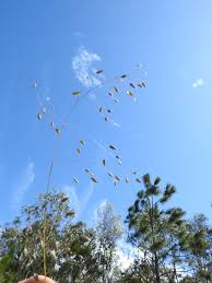 Image result for Eragrostis paniciformis