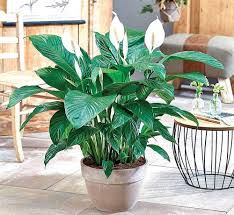 Hello guys,as per your request i am making a video on indoor plants, what types of indoor plants i have in my house and how i maintain them, as well as if. Plants That Purify Top Five House Plants To Help You Breathe Better The New Indian Express