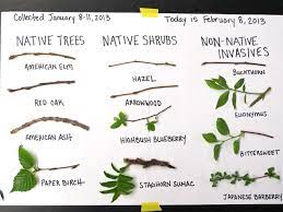 The landscape of new england is diverse, featuring rugged mountains, fertile farmland, and jagged marine coastlines, the product of retreating ice sheets roughly. Walden Trees Leafing Out Far Earlier Than In Thoreau S Time