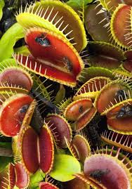 Quelles Plantes Carnivores Installer Chez Soi Comprendre Choisir Soigner Plante Carnivore Dionee Plante