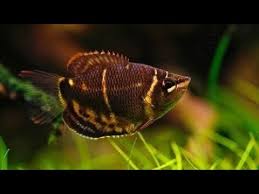 Jenis ikan gurame dan cara melakukan perawatan. Update Daftar Harga Dan Jenis Ikan Gurame Hias Air Tawar Cocok Untuk Aquarium Anda Youtube