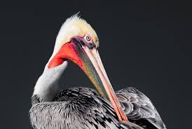Our own lineup player ratings with position rankings. Why You Shouldn T Feed Pelicans Audubon North Carolina