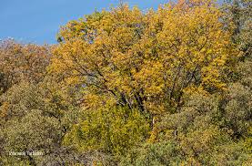 Image result for Kirkia