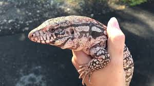Argentine Tegu Care Sheet How To Care For Your New Pet Tegu For Sale Baby Tegu Care Meet my argentine, black and white tegu monitor lizard in today's creature feature!