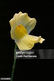 Image result for Utricularia gibba