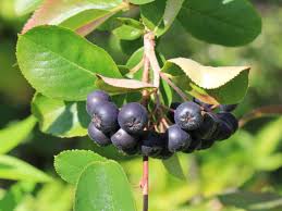 Indiferent daca ai sau nu probleme cu nivelul colesterolului, ce mananci te poate ajuta sa iti mentii sanatatea inimii. Alimente Care Cresc Trombocitele In Sange La Femei Femei InsÄƒrcinate Copii