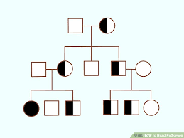 3 Ways To Read Pedigrees Wikihow
