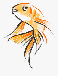 Transparent Gold Fish Png Goldfish Drawing Png Png Download Is Free Transparent Png Image Download And Us In 2020 Drawings Of Friends Goldfish Best Friend Drawings