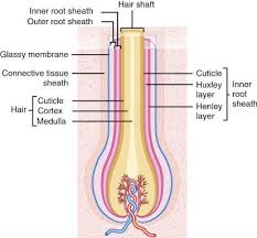 Pin On Anatomy