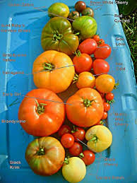 The black krim (also known as black crimea and noire de crimée) is an heirloom tomato originating from crimea, a ukrainian peninsula in the black sea occupied by russia. Heirloom Tomato Wikipedia