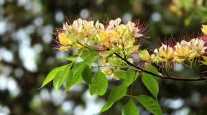 Image result for Crateva