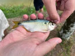 Image result for Artabotrys likimensis