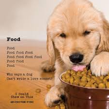 10 Hilariously Deep Poems Written By Dogs Dog Poems Golden Retriever Dogs Golden Retriever