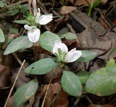 Image result for Isoglossa ciliata