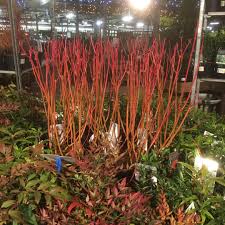 Cornus stolonifera 'arctic fire' has some of the best red stem color. Cornus Sanguinea Cardinal Red Twig Dogwood In Gardentags Plant Encyclopedia