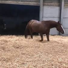Pin By Prheisey On Horse Videos Video In 2020 Horses Beautiful Horses Cute Horses