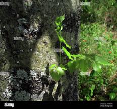 Image result for Steganotaenia