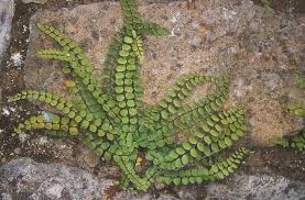 Image result for Asplenium