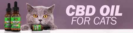 I finally tested our new cbd oil for pets on them. Guide On Cbd Oil For Cats Hemp Bombs