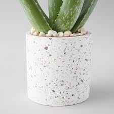 According to the royal horticultural society (rhs). Aloe Terrazzo Pot Terrain